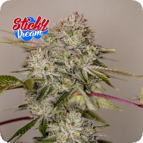Sticky Dream Feminised Seeds Sticky Dream Feminised Seeds